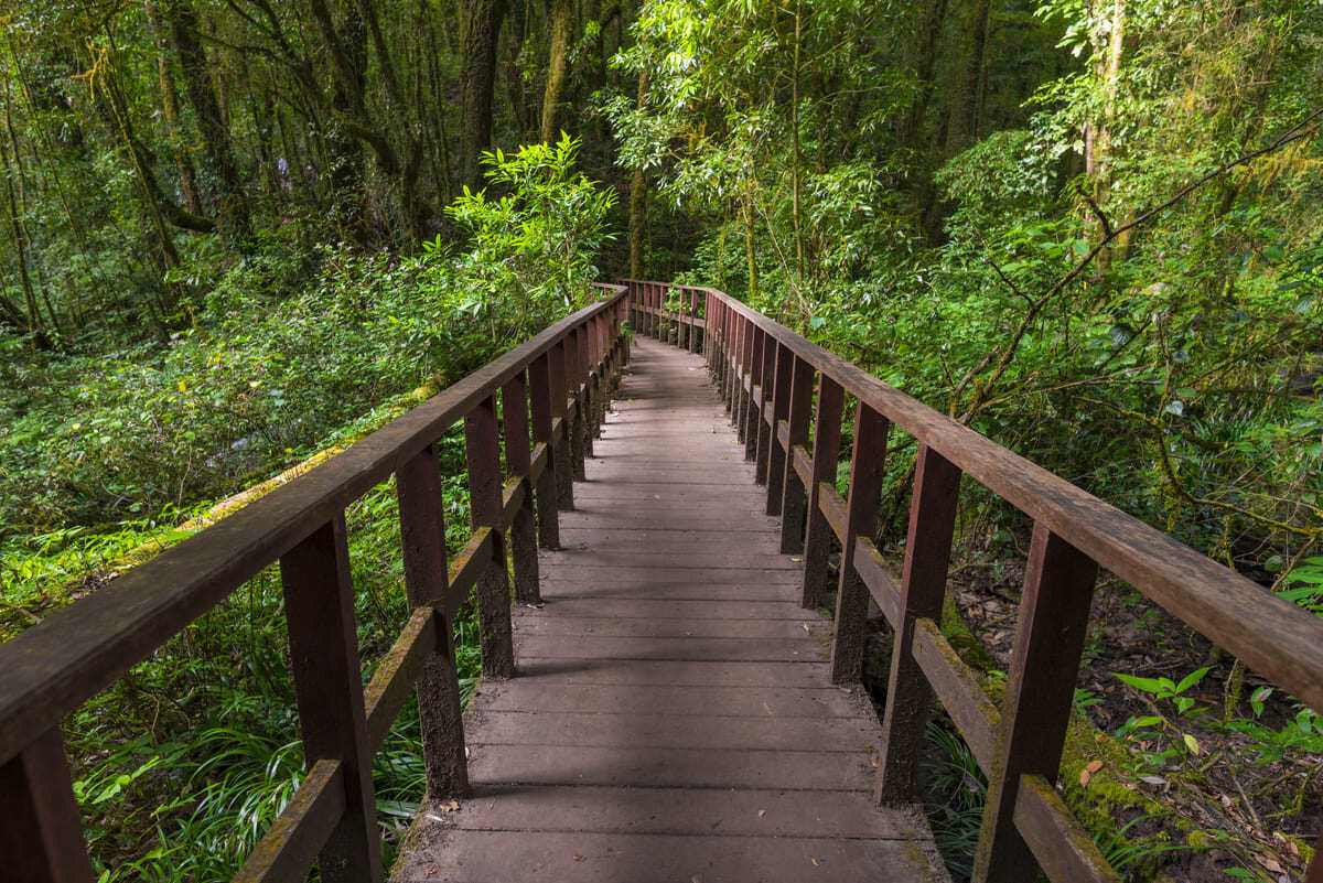 walking train in a forest